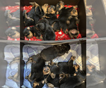 Small Photo #5 Rottweiler Puppy For Sale in FREEPORT, NY, USA