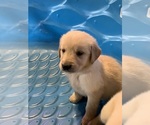 Small Photo #2 Golden Retriever Puppy For Sale in LAKE GEORGE, NY, USA
