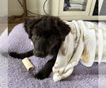 Small #1 Great Pyrenees Mix