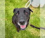 Small #4 Labrador Retriever Mix