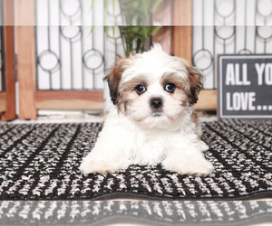 Zuchon Puppy for sale in NAPLES, FL, USA