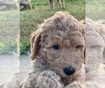 Small Photo #10 Goldendoodle Puppy For Sale in PENDLETON, SC, USA