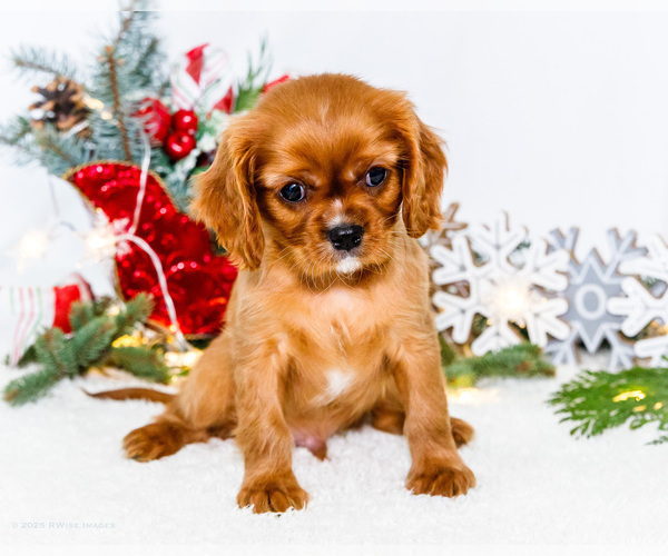 Medium Photo #73 Cavalier King Charles Spaniel Puppy For Sale in WAKARUSA, IN, USA