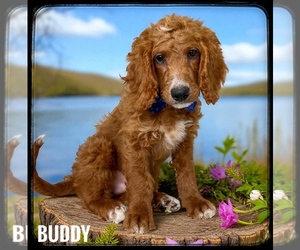 Goldendoodle (Miniature) Puppy for sale in ORANGE PARK, FL, USA