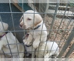 Small Photo #1 Labrador Retriever Puppy For Sale in WARSAW, OH, USA