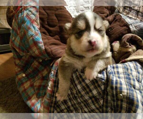 Medium Photo #15 Pomsky Puppy For Sale in CENTRALIA, MO, USA