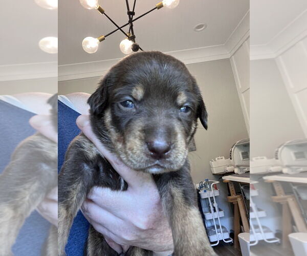 Medium Photo #3 Border-Aussie Puppy For Sale in Raleigh, NC, USA