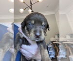 Small #2 Border-Aussie
