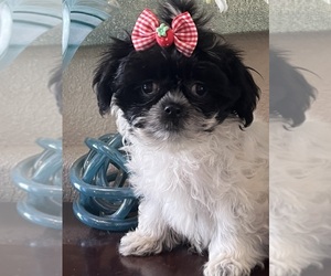 Maltipoo-Poodle (Toy) Mix Puppy for Sale in SARASOTA, Florida USA