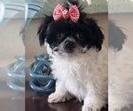 Small Maltipoo-Poodle (Toy) Mix