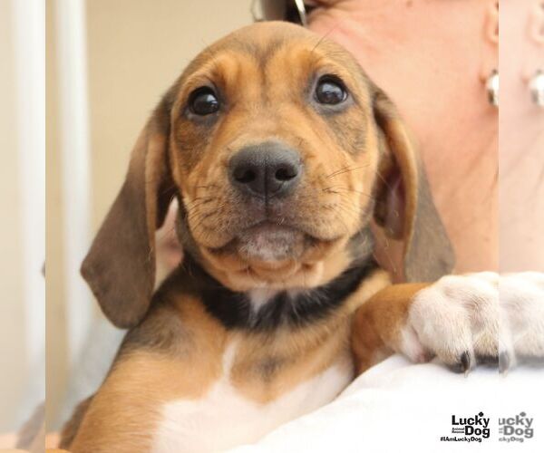 Medium Photo #1 Retriever -Unknown Mix Puppy For Sale in Washington, DC, USA