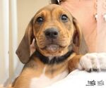 Small Retriever  Mix