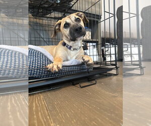 Mutt Dogs for adoption in Derwood, MD, USA