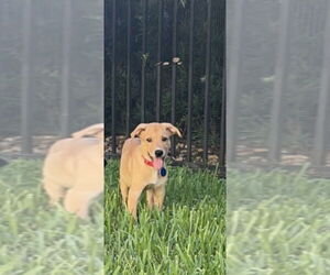 Labrador Retriever-Unknown Mix Dogs for adoption in Royal Palm Beach, FL, USA