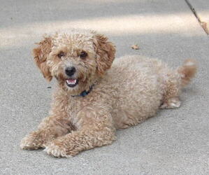 Mother of the Maltipoo (Miniature) puppies born on 10/08/2025