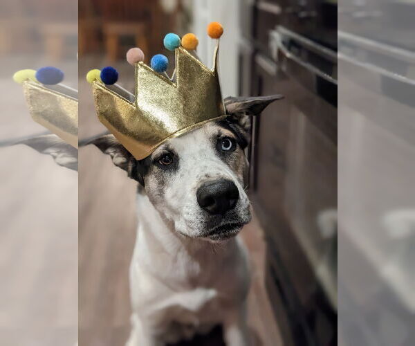 Medium Photo #1 Siberian Husky-Unknown Mix Puppy For Sale in Cedar Crest, NM, USA