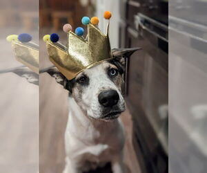 Siberian Husky-Unknown Mix Dogs for adoption in Cedar Crest, NM, USA