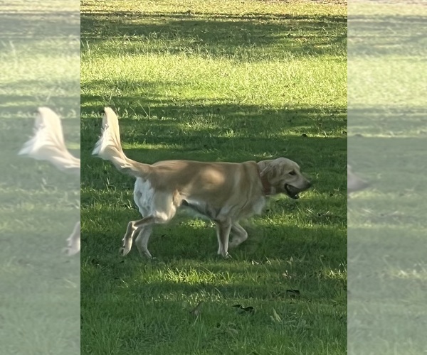 Medium Photo #1 Golden Retriever Puppy For Sale in BOILING SPGS, SC, USA