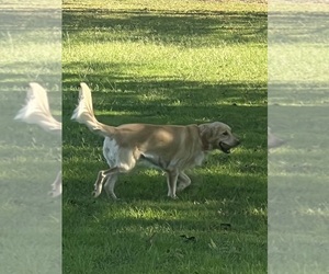 Mother of the Golden Retriever puppies born on 09/04/2026