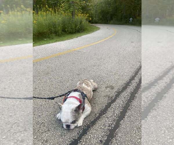 Medium Photo #7 French Bulldog Puppy For Sale in Mundelein, IL, USA