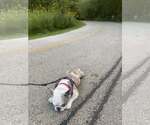 Small #6 French Bulldog