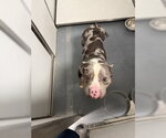 Small Photo #3 American Bulldog Puppy For Sale in Glen Allen, VA, USA