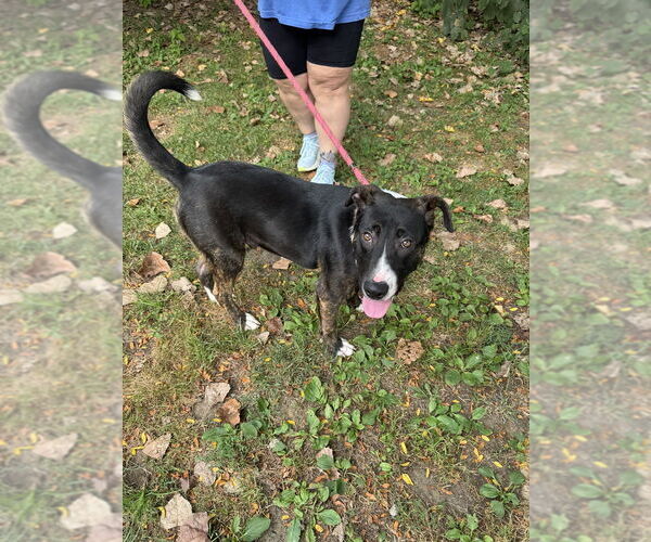 Medium Photo #4 Mutt Puppy For Sale in Elmsford, NY, USA