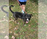 Small #3 Mutt