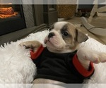 Puppy 2 Boston Terrier