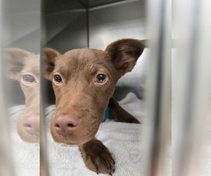 Brownie - Male Chihuahua-Labrador Retriever Mix Dog for Adoption - Photo #2