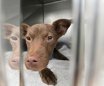 Small #1 Chihuahua-Labrador Retriever Mix