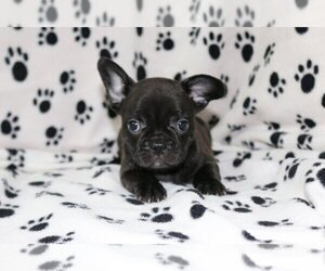 French Bulldog Puppy for sale in FAIRFAX, VA, USA
