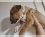 Small Photo #4 Bull Terrier Puppy For Sale in BUCKLIN, KS, USA
