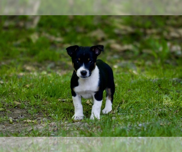 Medium Photo #1 Australian Shepherd-Jack Russell Terrier Mix Puppy For Sale in ORRVILLE, OH, USA