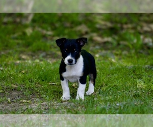 Australian Shepherd-Jack Russell Terrier Mix Puppy for sale in ORRVILLE, OH, USA