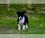 Image preview for Ad Listing. Nickname: Spencer