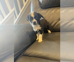 Chihuahua Puppy for sale in ARLINGTON, VA, USA