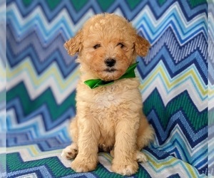 Poodle (Miniature) Puppy for sale in KIRKWOOD, PA, USA