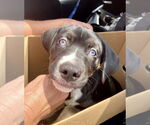Small #1 American Pit Bull Terrier-Weimaraner Mix