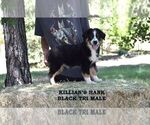 Puppy Killians Hank Australian Shepherd