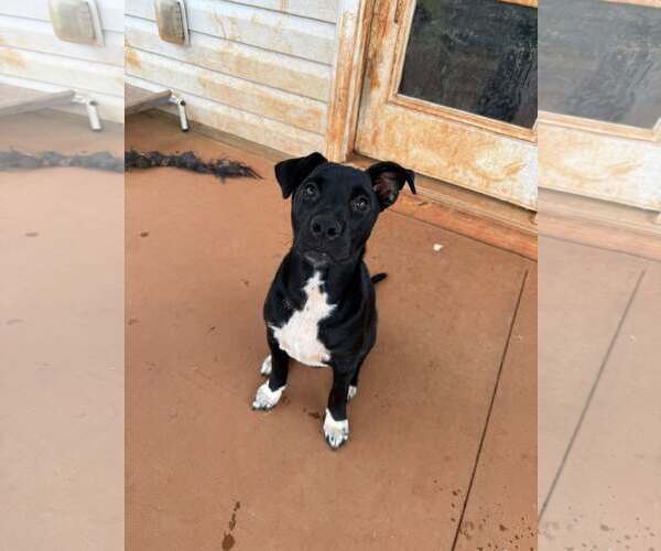 Medium Photo #5 Mutt Puppy For Sale in Greenville, SC, USA