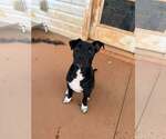 Small Photo #5 Mutt Puppy For Sale in Greenville, SC, USA