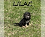 Image preview for Ad Listing. Nickname: Lilac
