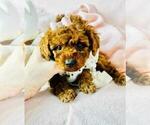 Small #46 Poodle (Toy)