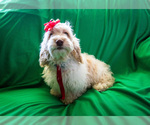Puppy 3 Cocker Spaniel-Poodle (Miniature) Mix