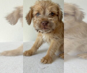 Kern #9768 - Male Chihuahua-Unknown Mix Dog for Adoption - Photo #2