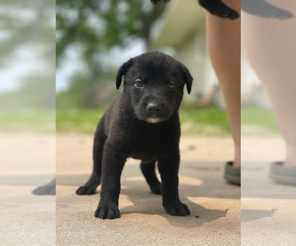 Medium Photo #9 Shepradors Puppy For Sale in DIXON, MO, USA