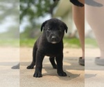 Small #8 Shepradors