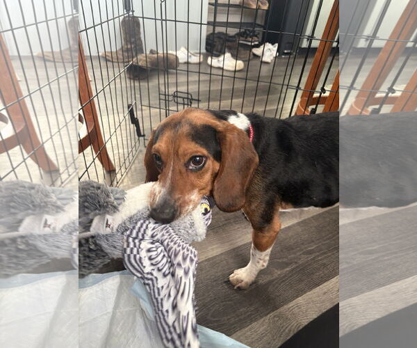Medium Photo #4 Beagle Puppy For Sale in Holly Springs, NC, USA