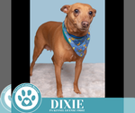 Small #1 Feist Terrier Mix